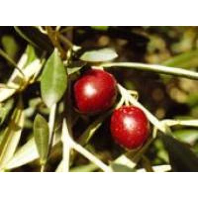Huile d'olive Grossane