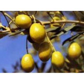 Huile d'olive Salonenque