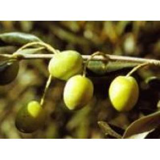 Olivenöl Aglandau