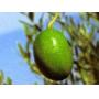 Huile d'olive Verdale des Bouches-du-Rhône