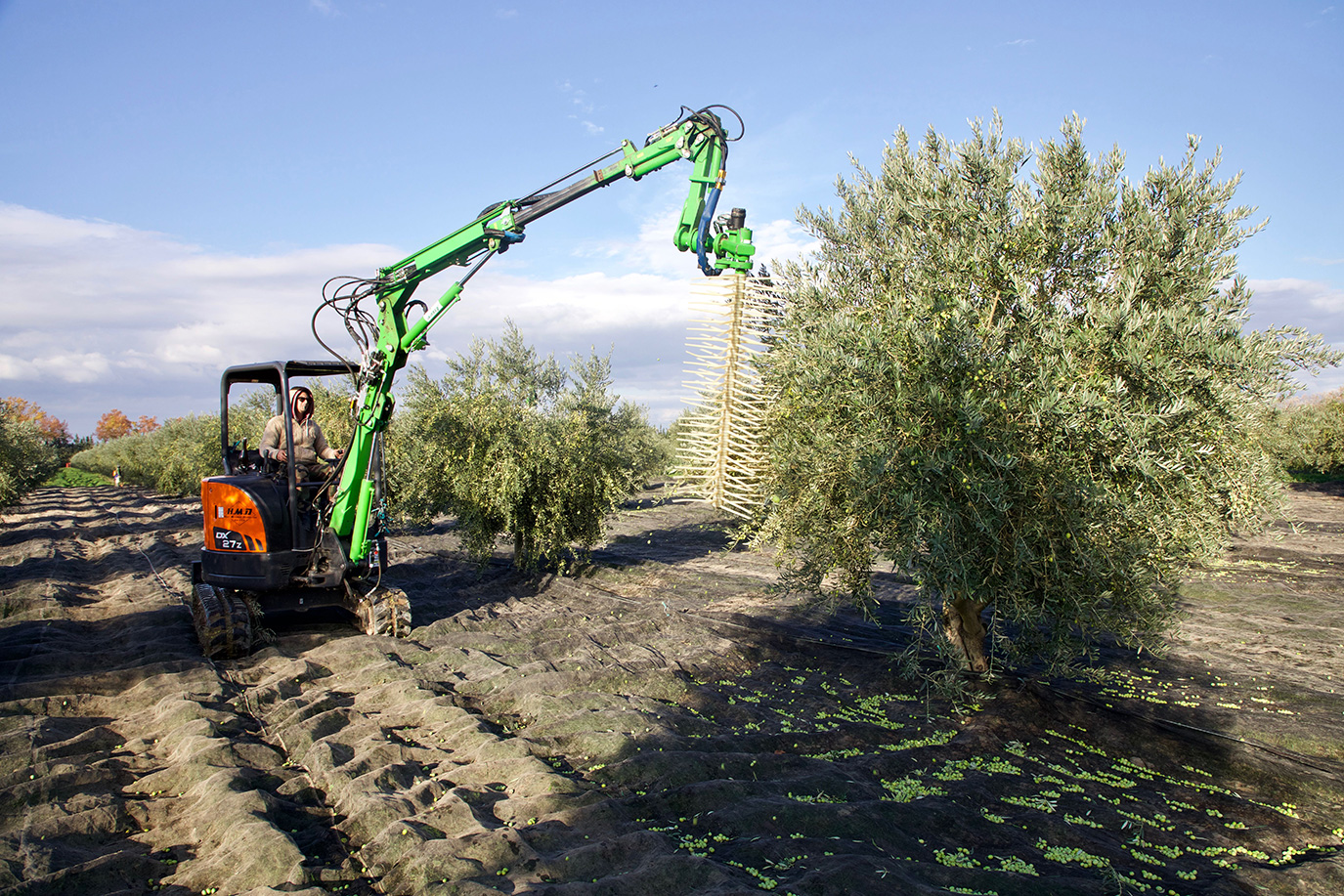 Récolte olives 2020